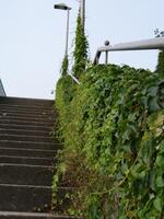 a staircase with ivy growing on it photo