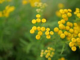 yellow flowers in the field photo