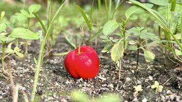 fruit cherry falls on the floor Garden area inside the house photo