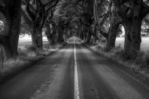 Endless road of travel on rural highways There are natural trees on both sides of the road. photo