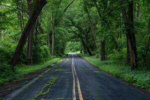 Endless road of travel on rural highways There are natural trees on both sides of the road. photo