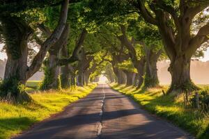 Endless road of travel on rural highways There are natural trees on both sides of the road. photo