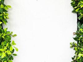 white concrete wall background texture ,white surface with space to add text or images. ,green leaves on the background of a white cement wall photo
