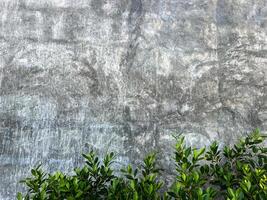 grunge concrete wall texture background ,gray texture with space to add text or images. ,green leaves on the background of a gray cement wall photo