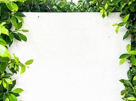 white concrete wall background texture ,white surface with space to add text or images. ,green leaves on the background of a white cement wall photo