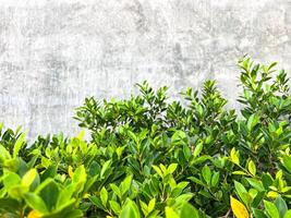 grunge concrete wall texture background ,gray texture with space to add text or images. ,green leaves on the background of a gray cement wall photo