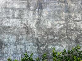 grunge concrete wall texture background ,gray texture with space to add text or images. ,green leaves on the background of a gray cement wall photo