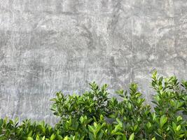 grunge concrete wall texture background ,gray texture with space to add text or images. ,green leaves on the background of a gray cement wall photo