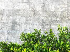grunge concrete wall texture background ,gray texture with space to add text or images. ,green leaves on the background of a gray cement wall photo