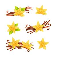 Set of illustrations featuring vanilla pods and vanilla flowers, ideal for projects related to flavoring, spices, and baking vector