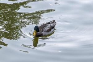 A duck swimming in a pond with a tree in the background photo