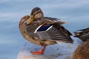A duck standing on a ledge with water in the background photo