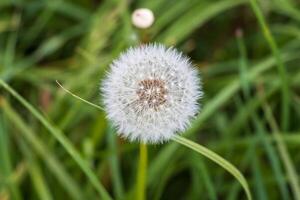 A dandelion is in the middle of some grass photo
