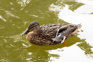 A duck swimming in a pond with a tree in the background photo