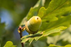 Close-up of an acorn on a tree branch photo