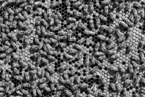 Abstract hexagon structure is honeycomb from bee hive filled photo