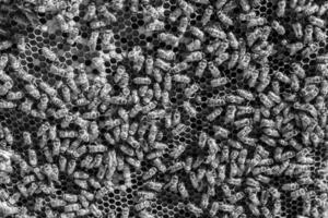 Abstract hexagon structure is honeycomb from bee hive filled photo