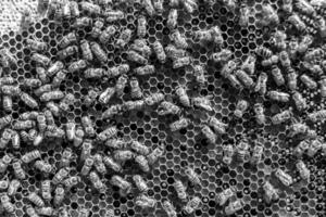 Abstract hexagon structure is honeycomb from bee hive filled photo