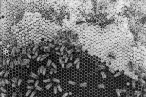 Abstract hexagon structure is honeycomb from bee hive filled photo