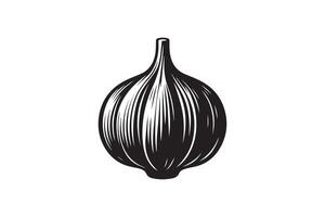 An onion is shown in a black and white drawing vector