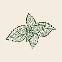 Sketch drawing of mint, mint in retro style vector