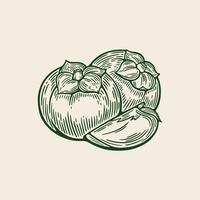 Sketch drawing of Persimmon, Persimmon in retro style. vector