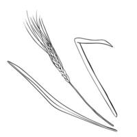 Wheat Ears Sketch on isolated background. Hand drawn illustration ear rye in line art style painted by black inks. Simple contour Sketch for bakery and beer products vector