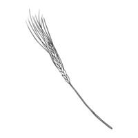 Wheat Ears Sketch on isolated background. Hand drawn illustration ear rye in line art style painted by black inks. Simple contour Sketch for bakery and beer products vector