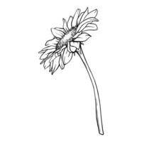 Sunflower flower illustration. Plant drawing in line art style. flower sketch painted by black inks. Graphics hand drawn outline element vector