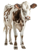 Right Side View of Cow on Transparent Background png