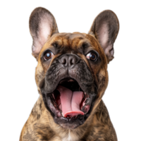 French Bulldog with Open Mouth and Tongue Out png
