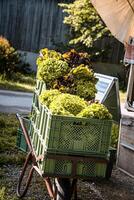 lettuce salad in box on a wheelbarrow in gardening photo