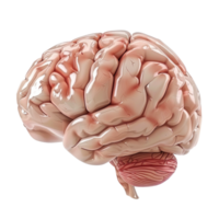 Generated Ai Mockup of a human brain png