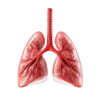 3D Rendering of Human Lung with Visible on Transparent background AI-Generative png