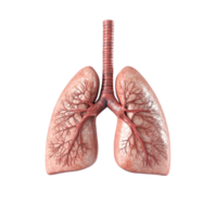 Lungs on Transparent background AI-Generative png