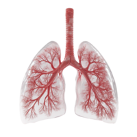 Transparent View of Healthy Pink Human Lungs on Transparent background AI-Generative png