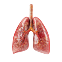 3D Rendering of Human Lung with Visible Airways on Transparent background AI-Generative png