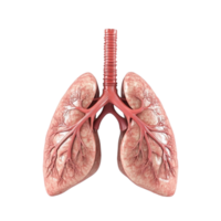 D Rendering of Human Lung with Red Veins and Pink Airways on Transparent background AI-Generative png