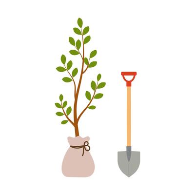Tree sapling with closed roots and leaves on branch and shovel nearby. illustration