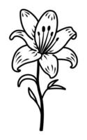 Single black line lily flower, open bud with stem and leaves, outline illustration vector