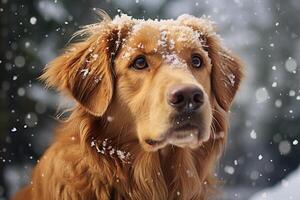 Close-up of a golden retriever with snowflakes on its fur, looking gently at the camera photo