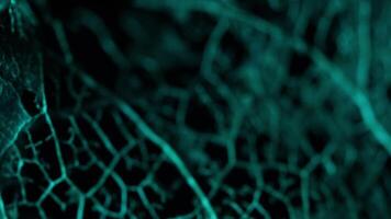 Texture of dried leaves on a black background, creepy transition, horror movie, creepy transition video