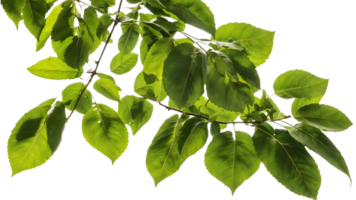 Green Leaves Flourishing on a Sunlit Tree Branch Branch of a Tree Isolated on a Transparent Background for Environmental Graphics png