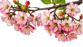 Lush and Colorful Flowers in Full Bloom png