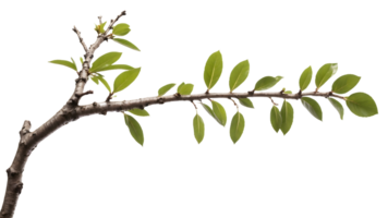 branch of a tree with green leaves on a transparent background. png