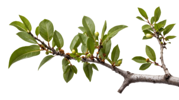 a branch of a tree with the flowers of the cherry Isolated on a Transparent Background for Natural png