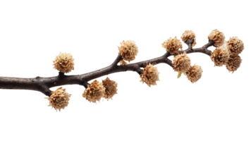 Tree Branch with Lush Green Leaves Soaking Up Sunlight Branch of a Tree Isolated on a Transparent png
