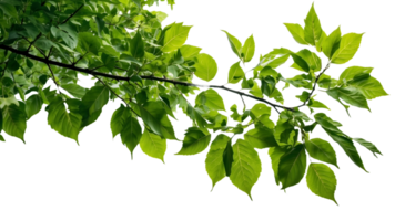 een Afdeling van een boom met groen bladeren en een transparant achtergrond png