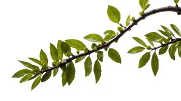 a branch of a tree with the buds on it Isolated on a Transparent Background for Natural Decor png