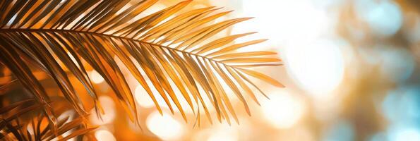 Golden sunlight filtering through palm tree leaves in a tropical setting photo
